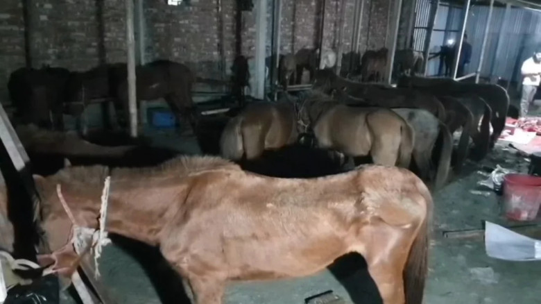 Authorities rescue 45 horses, seize banned meat in Gazipur