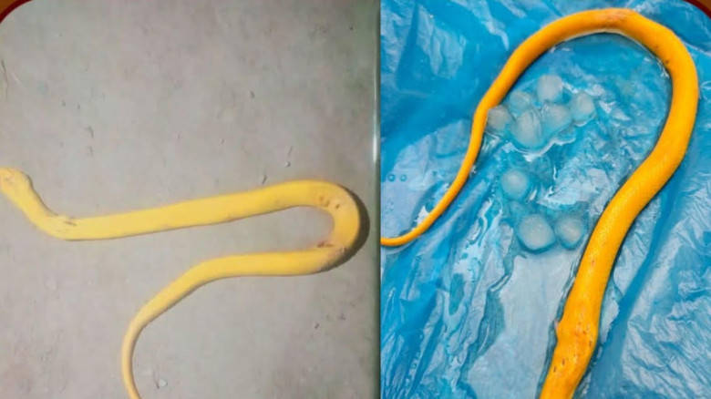 Rare Albino Cobra Rescued in Maheshpur